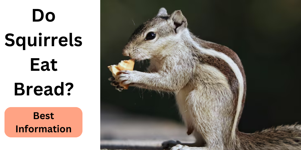 Do Squirrels Eat Bread